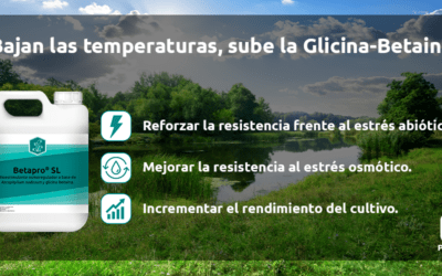 Bajan las temperaturas, sube la glicina-betaína